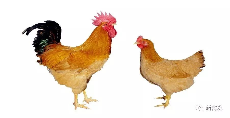 大手笔布局华东,看温氏8亿只国鸡如何北上?