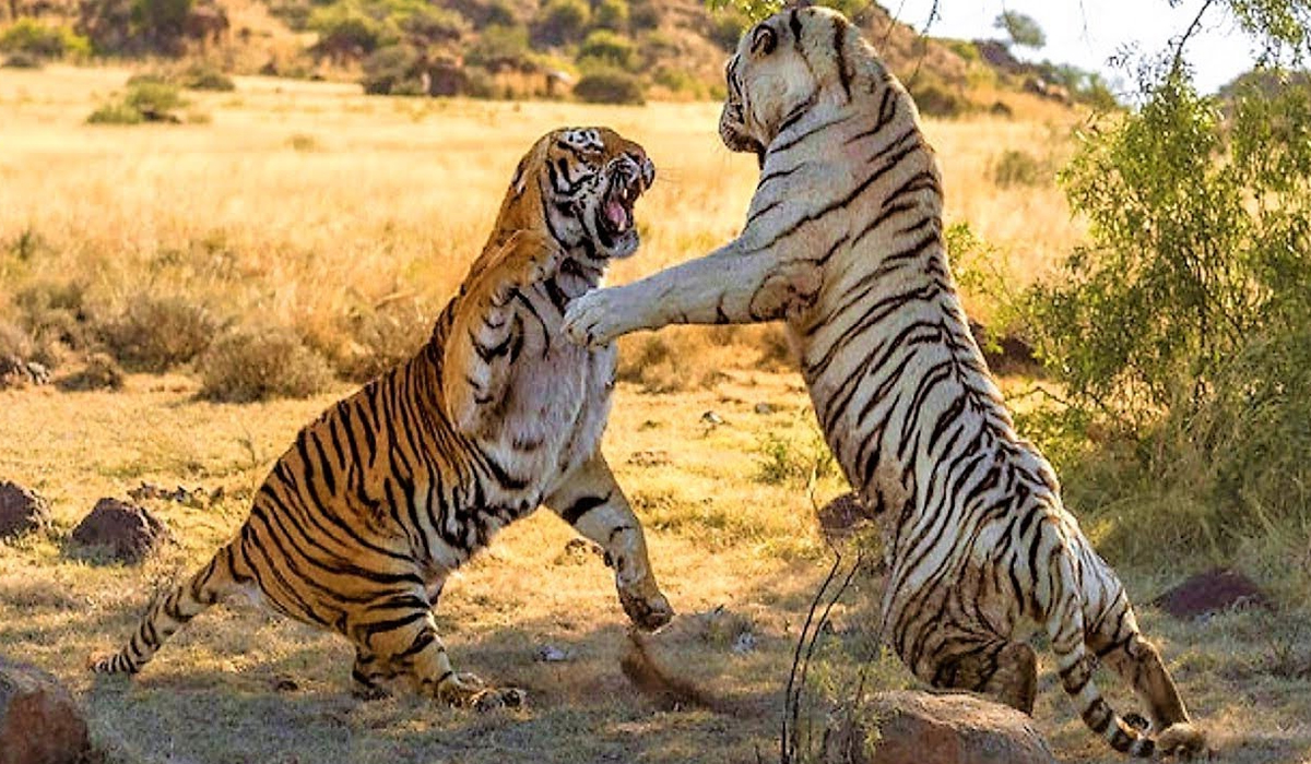藏獒打不赢老虎我们都知道,那它能打赢雌狮吗?_爪子