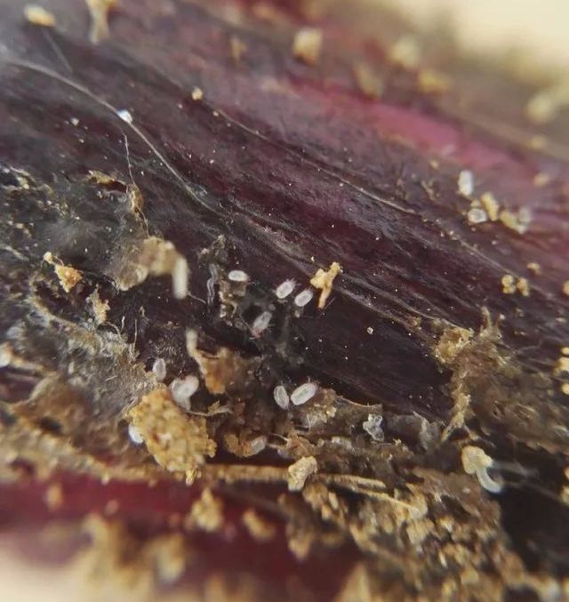 高温干旱警惕螨类害虫大爆发