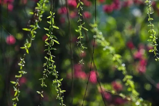 算潮水知人最苦.滿汀芳草不成歸,日暮,更移舟向甚處?