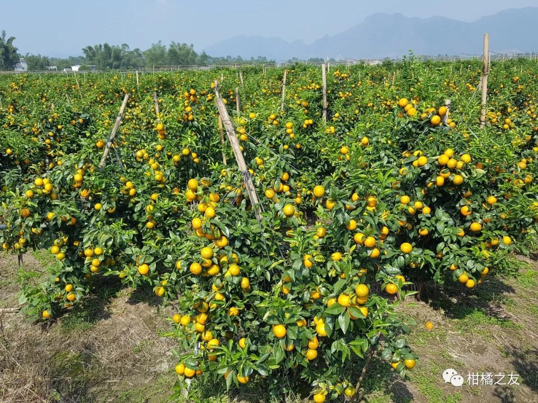 柑橘挂果太多来年成风景树,适当疏果产量稳定品质好!_沃柑