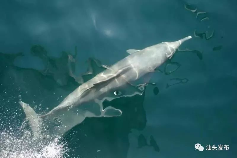 豚,是世界上七十八种鲸类品种之一,属于国家一级保护动物,素有"美人鱼