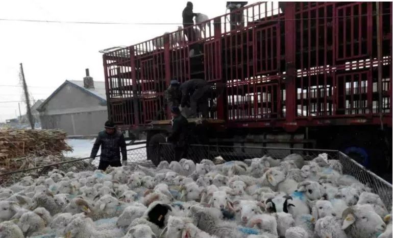 别让你的羊死在运输途中!_搜狐汽车_搜狐网