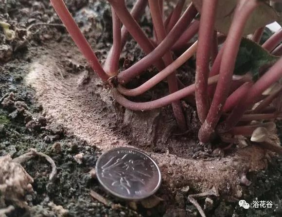 仙客来一般养几年看看10年的球根