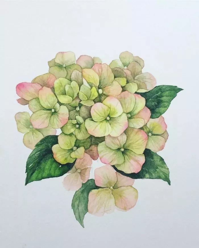 立体水彩绣球花手绘素材及步骤解析