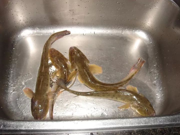 此鱼有两块肥美的肉,浑身也就一根刺,很适合小孩子吃