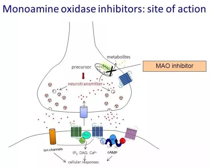 术前要停单胺氧化酶抑制剂吗浅谈maoi与麻醉相关用药之间的相互作用