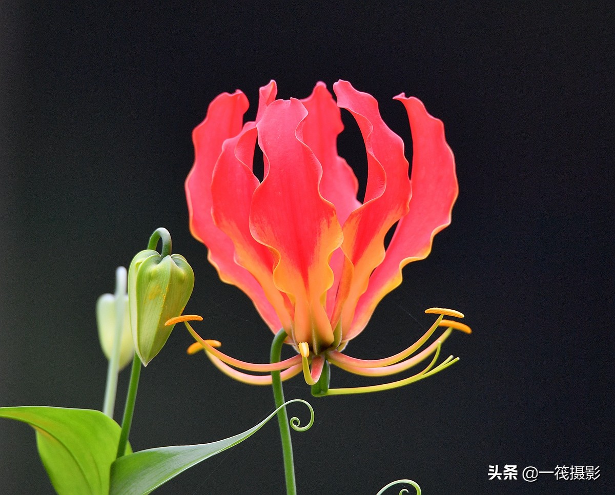 美丽的科攀援植物嘉兰花形奇特如燃烧的火焰艳丽高雅