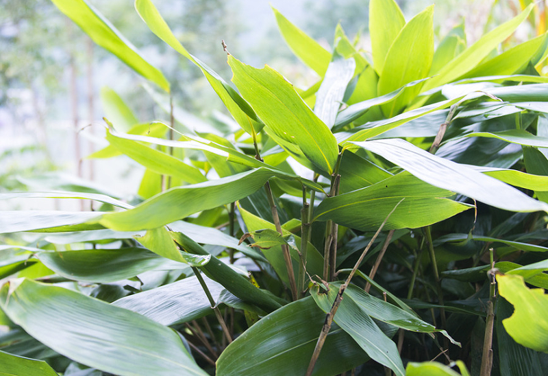 粽叶是什么植物(陕西粽叶是什么植物)