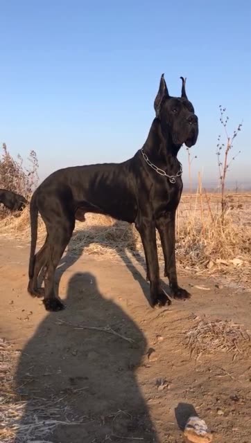 犬中的/太阳神——黑丹帝国