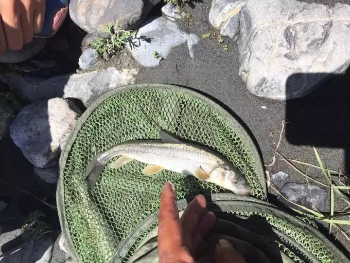 怀念在新疆的时光再也没钓过那样鲜美的高原冷水鱼