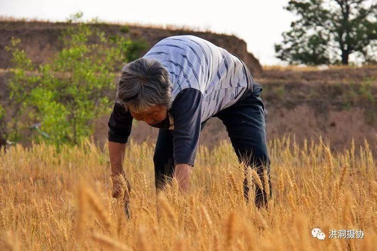【乡土】洪洞西山开始挥镰割麦…_麦子