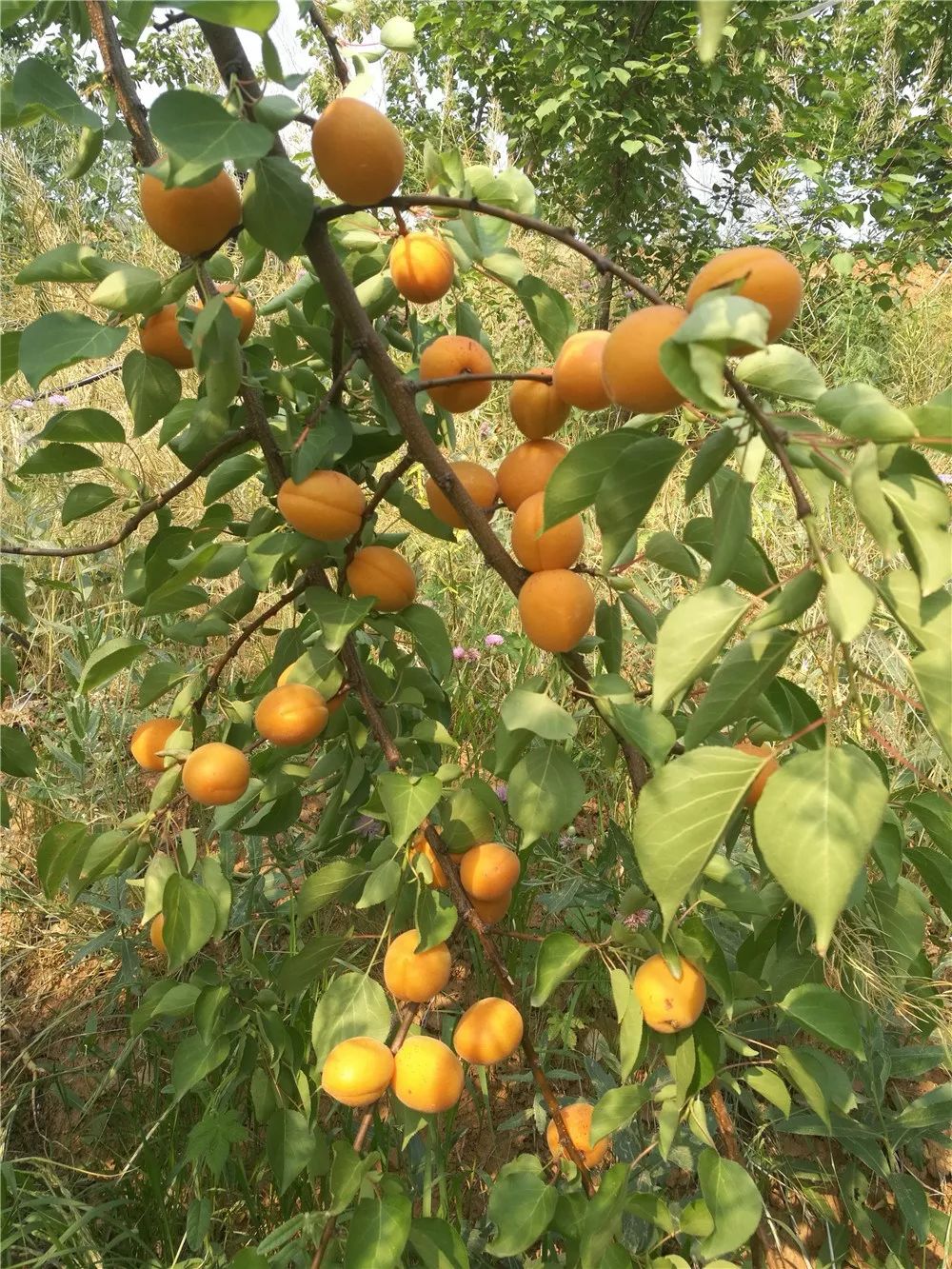 青州这个景区的山杏熟了采摘免费送