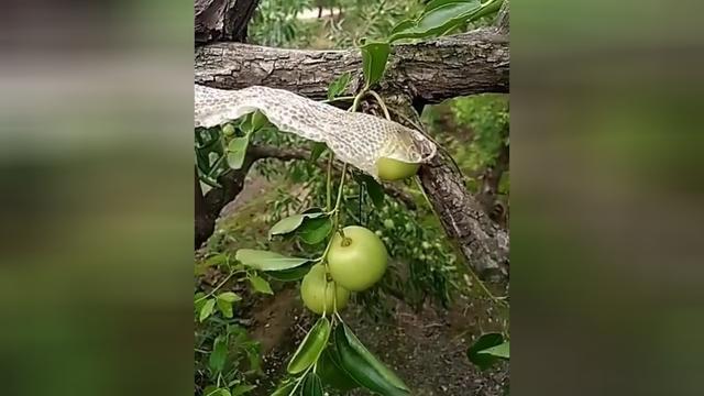 农村小树林,蛇脱一个皮,至于咬着我的果子吗?