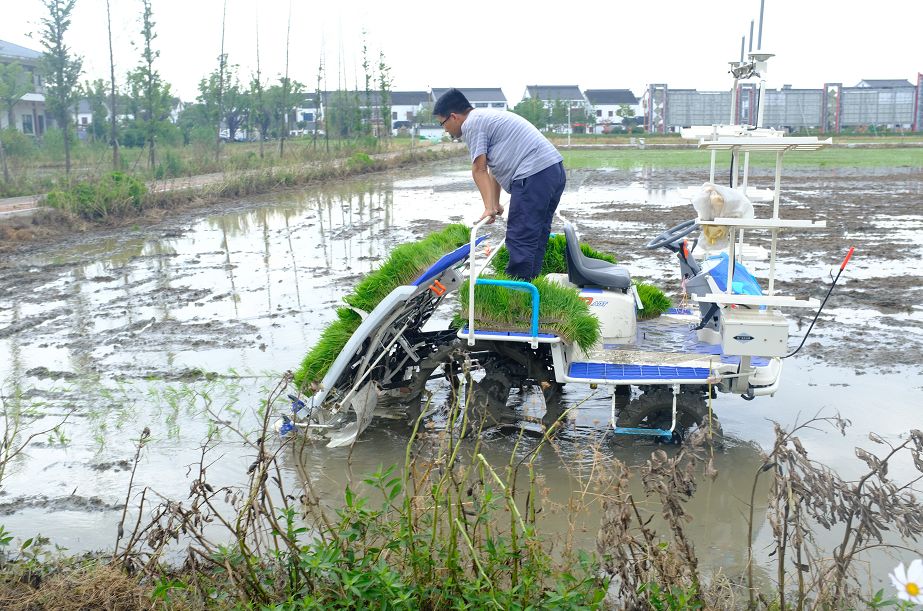 时代变化快相城的田地里竟用上无人驾驶插秧机了