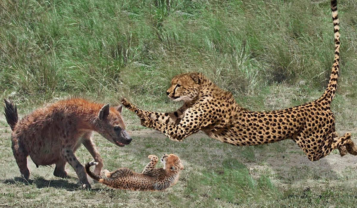 打不过可以跑呀为何猎豹在面对鬣狗抢食物的时候却不敢反抗