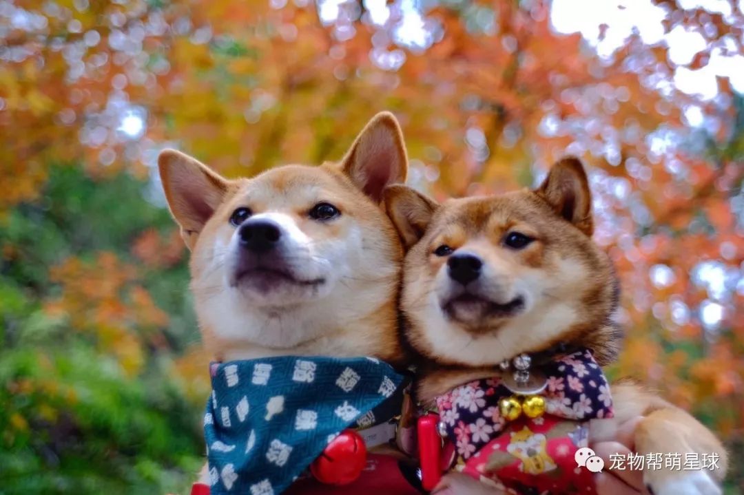 柴犬情侣网络大秀结婚照维系甜蜜关系全靠这招