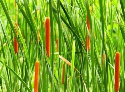 季生产鳊,鲢,鲤,风景如画,蒲草肥美,闻名遐迩的"天妃宫蒲菜"由此而来