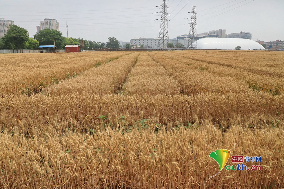 北京黄金地段最美麦田麦浪滚滚待开镰