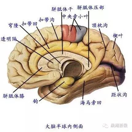 颅脑海马解剖图图片