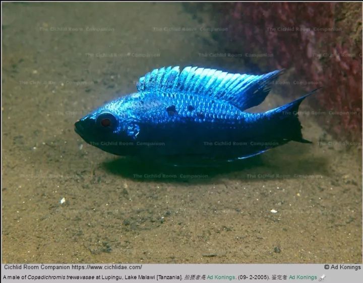 cop属中最受欢迎的物种,可惜有些弱鸡,混养小心褪色特里瓦弗丝浅群鲷