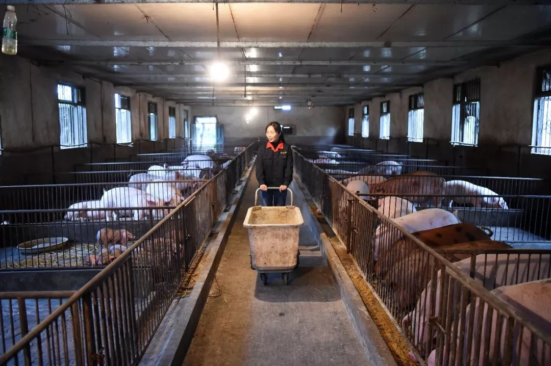 生猪养殖企业可享贷款贴息支持比例最高达2