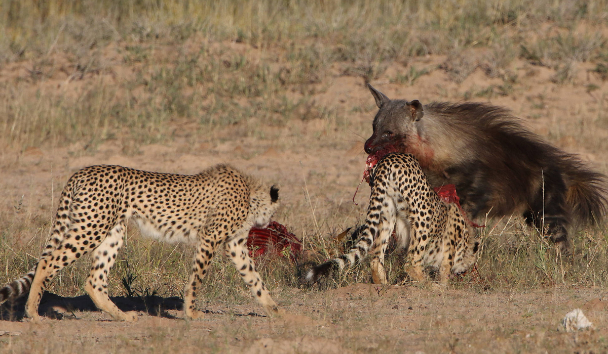 打不过可以跑呀为何猎豹在面对鬣狗抢食物的时候却不敢反抗
