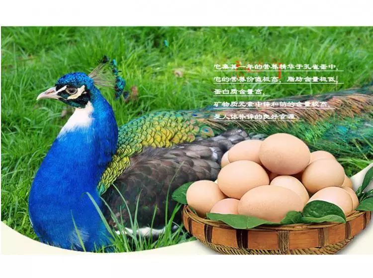 好消息2019矾山蓝莓节孔雀蛋特价抢购开始了数量有限