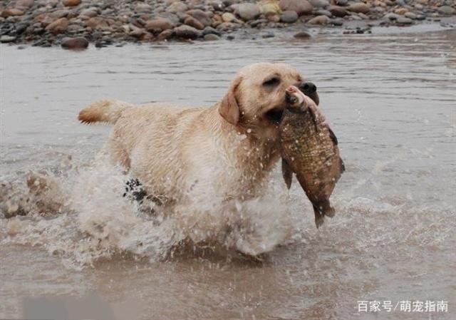 会抓鱼的狗,照这抓鱼速度,养活主人没一点问题-搜狐大视野-搜狐新闻
