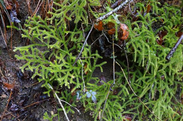 农村这野草叫伸筋草现有有药商专门收购遇见请珍惜