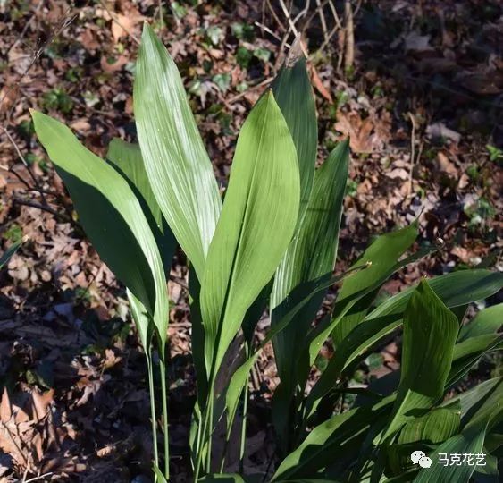 箬叶为箬竹的叶片,用来包粽子的叶子主要有箬叶,菰叶,柊叶,苇叶等.