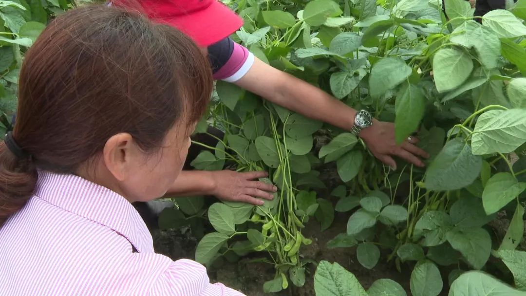 我縣近2000畝毛豆將迎來大豐收革新經營模式引村民點贊