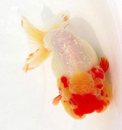 中国国粹金鱼鉴赏-兰寿(六)