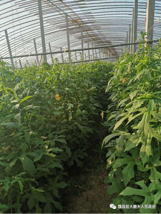 前大磨乡召开金花葵产业推介会