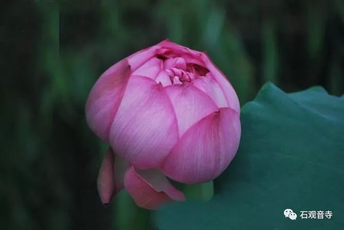 莲生千叶别行五枝观音山石观音寺的千叶宝莲