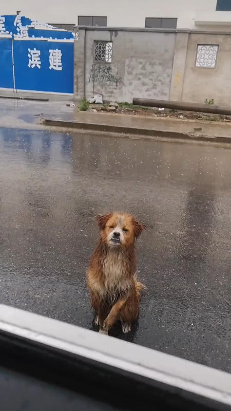 工地赡养的流浪狗,得知工人离开时,站在雨中送别,网友:真感人