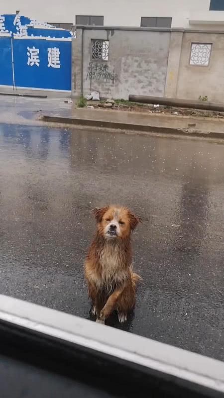 雨中的狗落魄图片