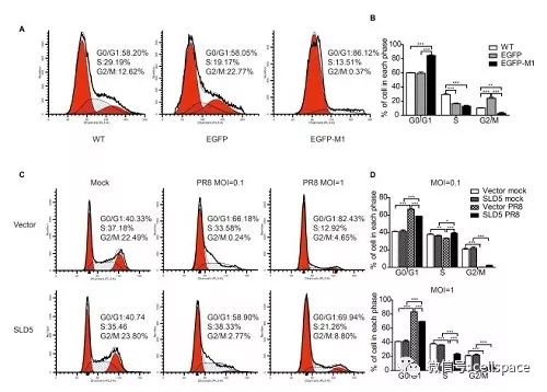 中科院方敏研究组发现流感病毒调控宿主细胞周期的新机制
