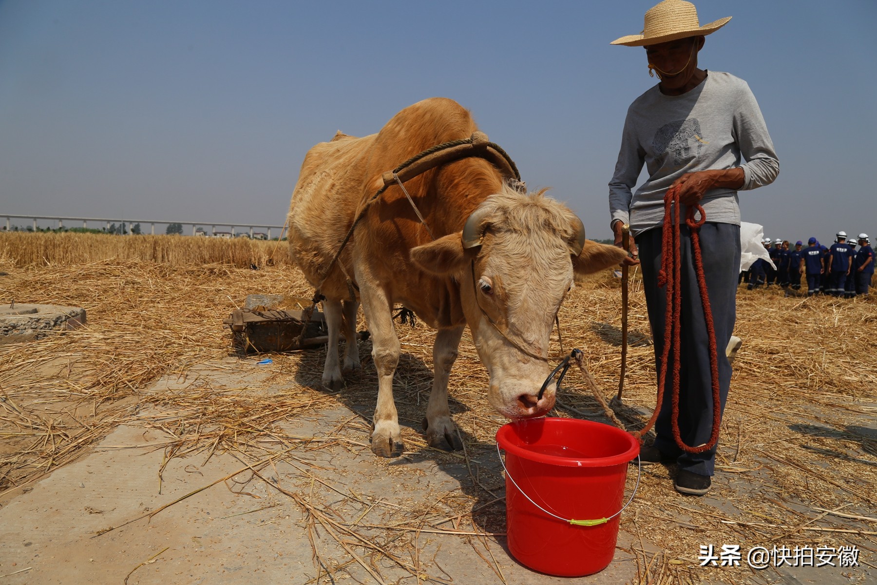 老汉一头牛喂10年,成全村唯一会干农活的牛,出价1万不卖
