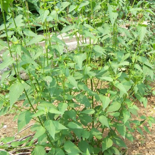 以上分别为诗中的江离,辟芷,秋兰,兰,宿莽,申椒还有许多"香草"小编