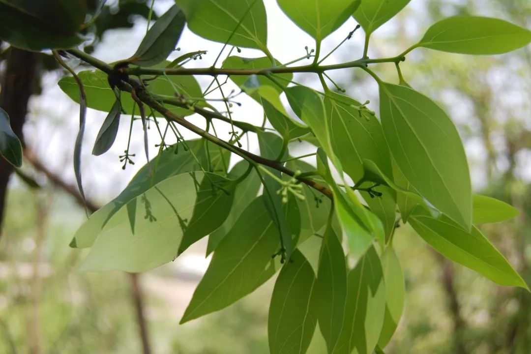 普陀山上的神圣古樟