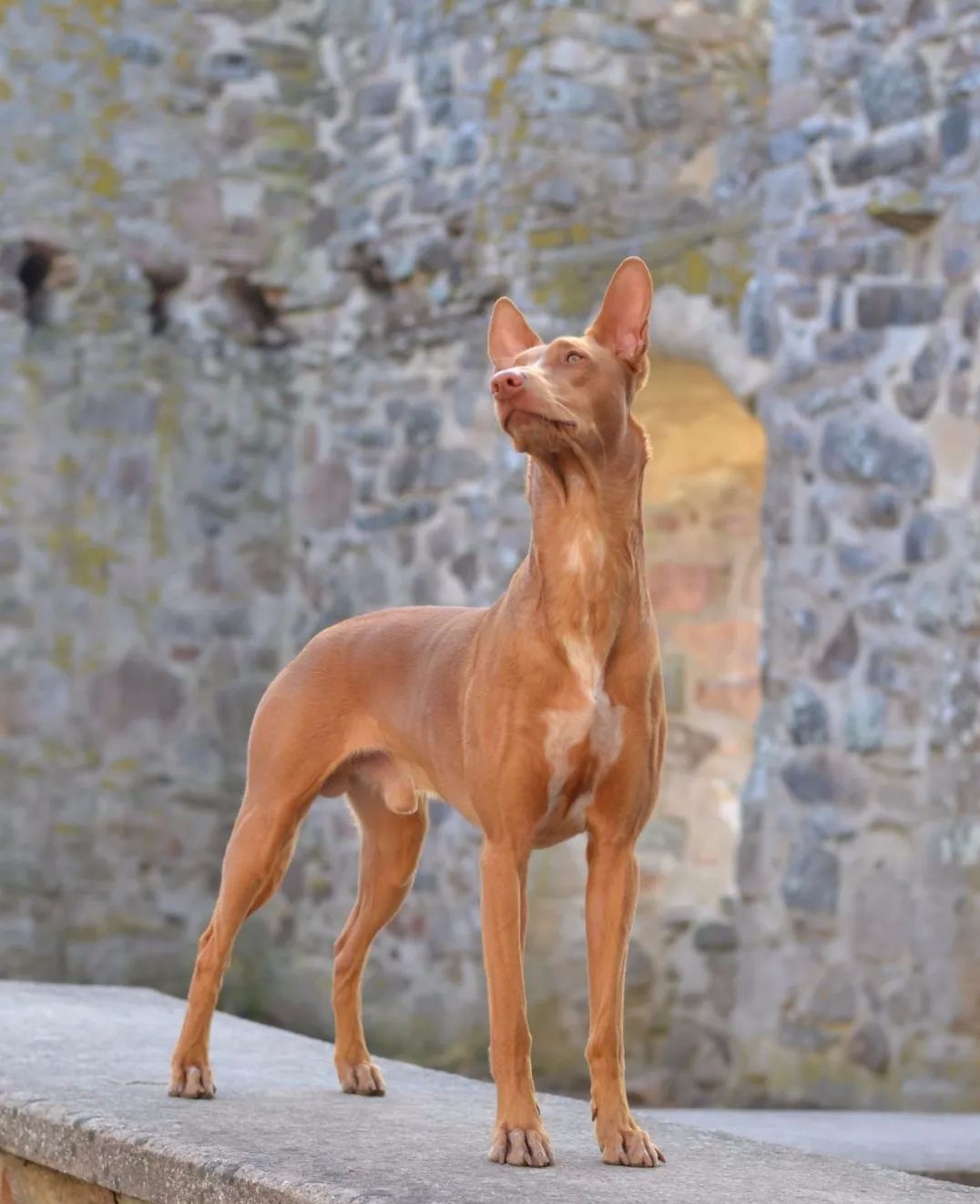 根据基因分析最古老的14个犬种,中国占了6个!