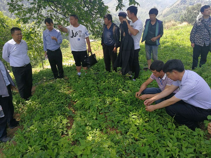 畢節市科技局赴赫章縣德卓鎮調研半夏產業發展