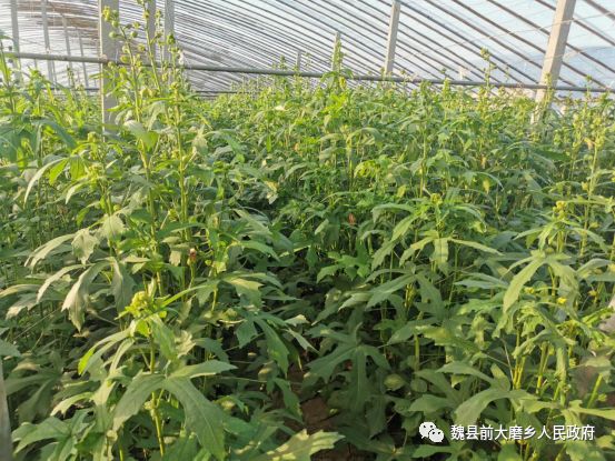 前大磨乡召开金花葵产业推介会