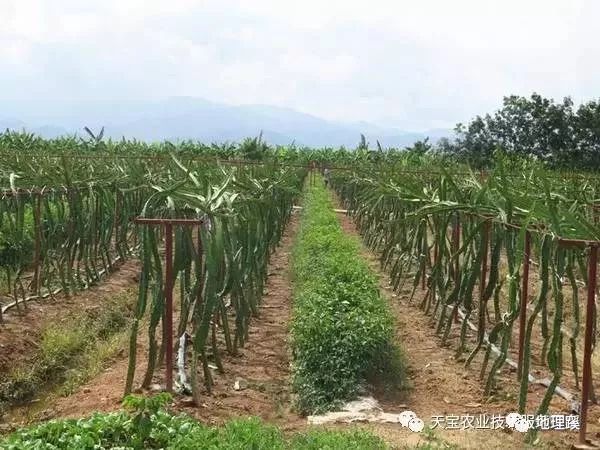 什么是间作套种30种间作农作物间作套种大全