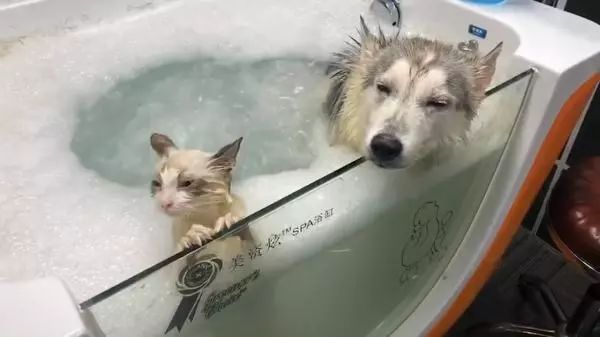 猫咪这算是一脸嫌弃的表情吗?