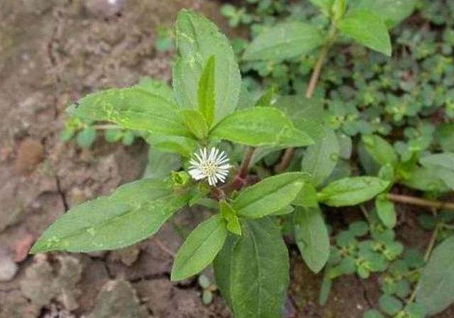 农村这野草叫墨旱莲对于牙齿还有好处遇见可以采摘一些