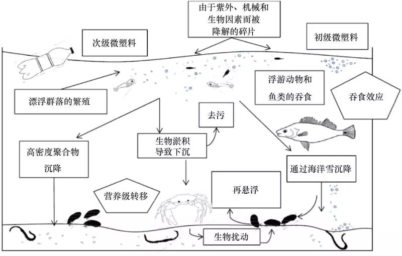 面对触目惊心的海洋微塑料污染,我们在行动!