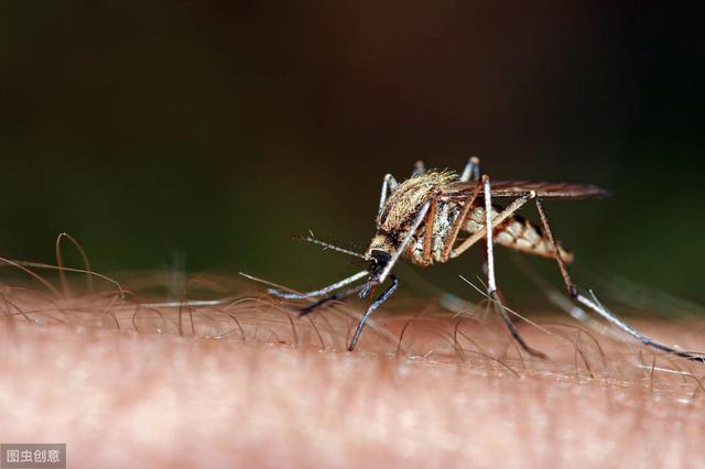 夏季蚊虫肆虐保护好孩子别被染上疾病几个小知识摆脱蚊子