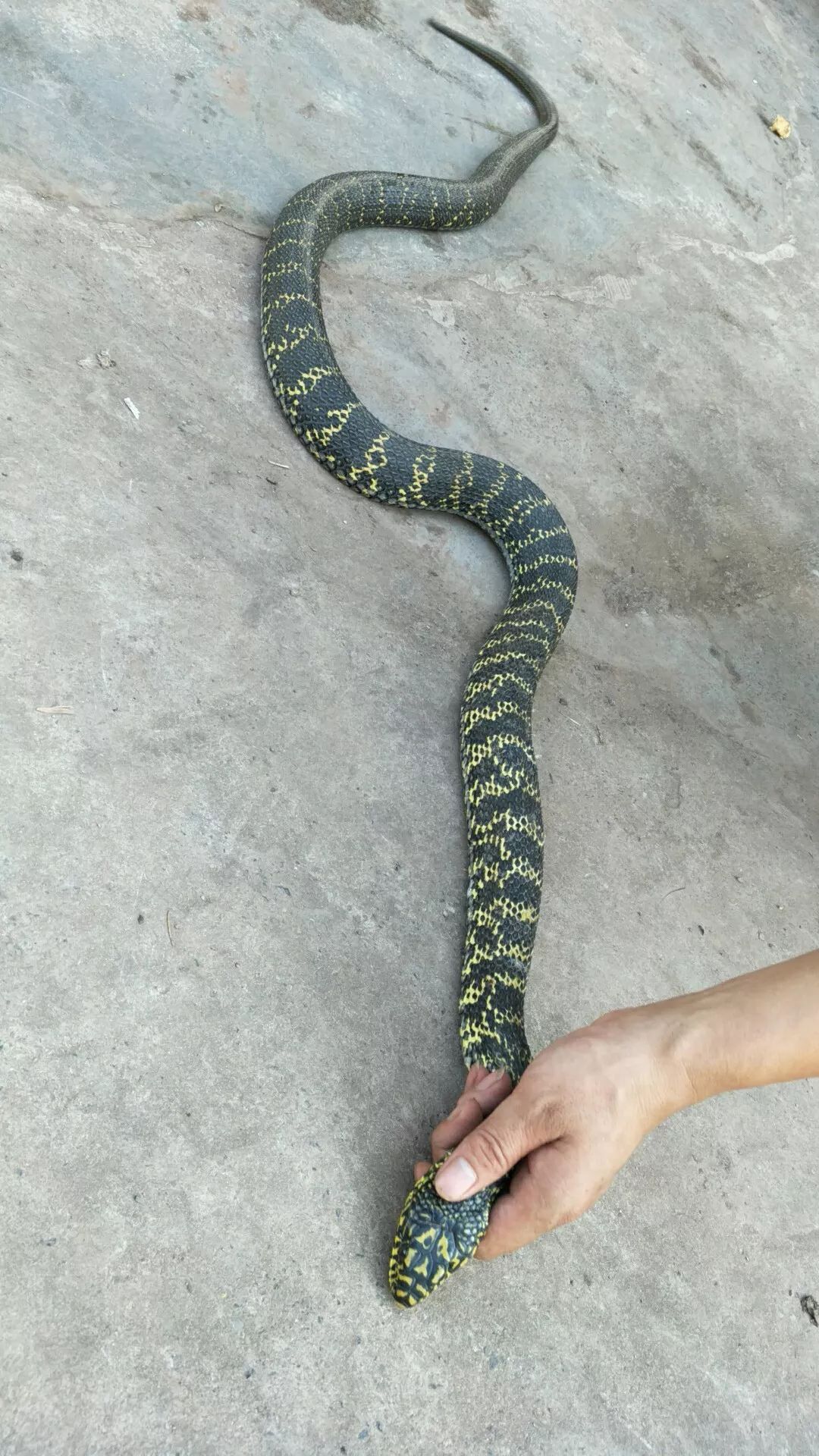 120米大蛇图片